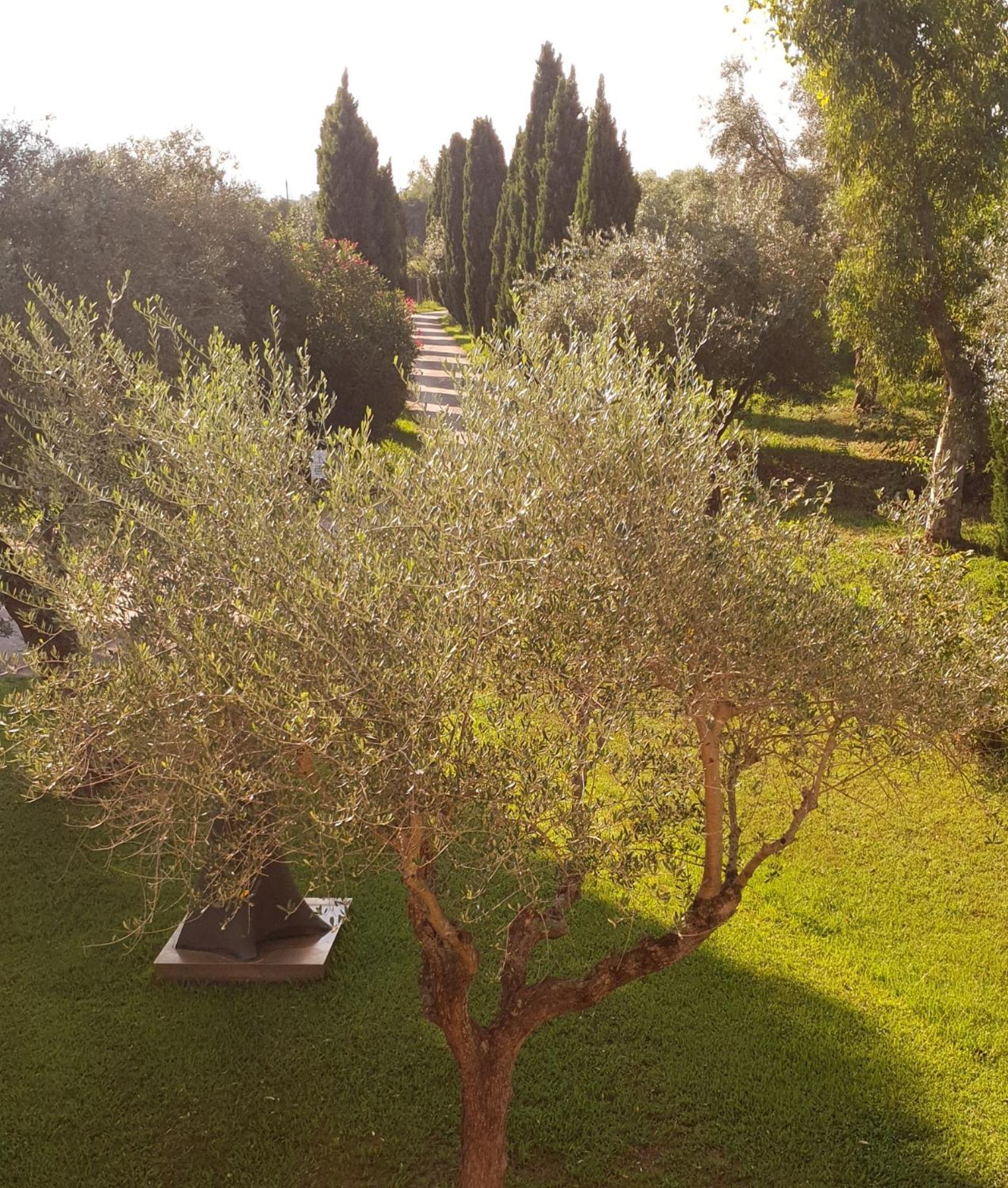 Fattoria Il Giardo Apartment Pietrasanta Exterior photo